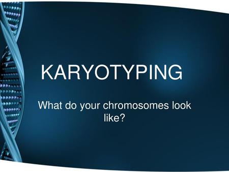 What do your chromosomes look like?