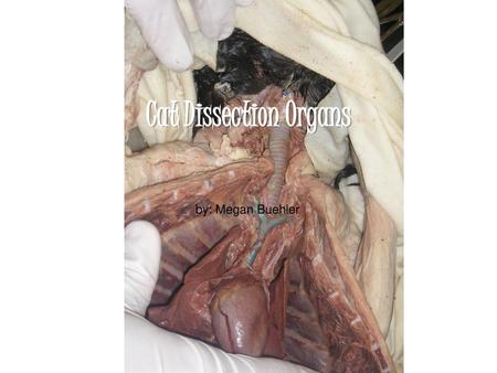 Cat Dissection Organs by: Megan Buehler.