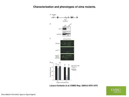 Characterization and phenotypes of sima mutants.