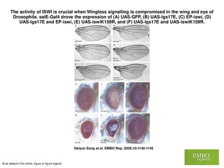 The activity of ISWI is crucial when Wingless signalling is compromised in the wing and eye of Drosophila. salE‐Gal4 drove the expression of (A) UAS‐GFP,