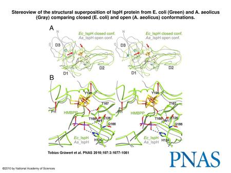 Stereoview of the structural superposition of IspH protein from E