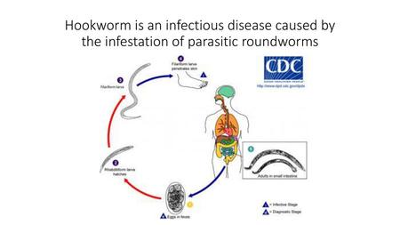 Hookworm is an infectious disease caused by the infestation of parasitic roundworms http://www.neglecteddiseases.gov/target_diseases/soil_transmitted_helminthiasis/hookworm/#treat.