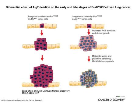 Differential effect of Atg7 deletion on the early and late stages of BrafV600E-driven lung cancer. Differential effect of Atg7 deletion on the early and.