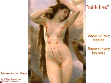 “milk line” Supernumary nipples breasts Naissance de Venus