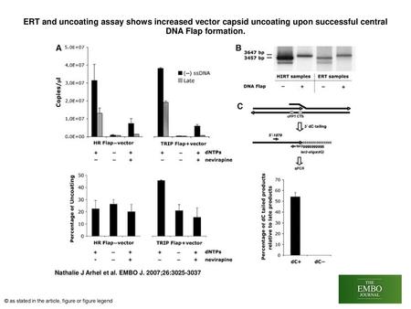 ERT and uncoating assay shows increased vector capsid uncoating upon successful central DNA Flap formation. ERT and uncoating assay shows increased vector.