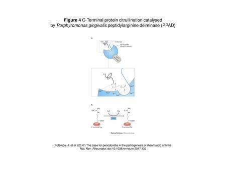 Figure 4 C-Terminal protein citrullination catalysed