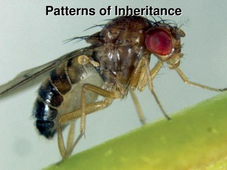 Patterns of Inheritance