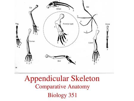 Appendicular Skeleton