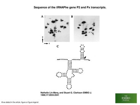 Sequence of the tRNAPhe gene P2 and Px transcripts.