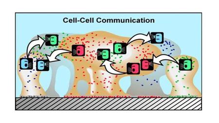 TYPES OF CELLULAR JUNCTIONS: