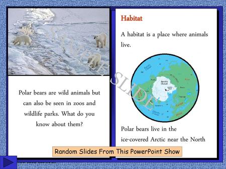 SAMPLE SLIDE Habitat A habitat is a place where animals live.