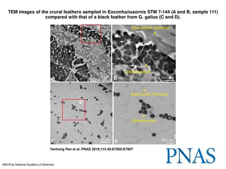 TEM images of the crural feathers sampled in Eoconfuciusornis STM 7-144 (A and B, sample 111) compared with that of a black feather from G. gallus (C and.