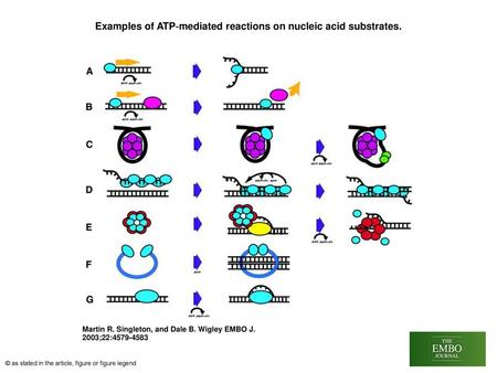 Examples of ATP‐mediated reactions on nucleic acid substrates.