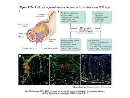 Nat. Rev. Gastroenterol. Hepatol. doi: /nrgastro