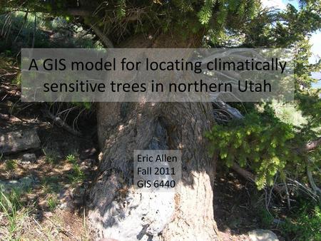 A GIS model for locating climatically sensitive trees in northern Utah