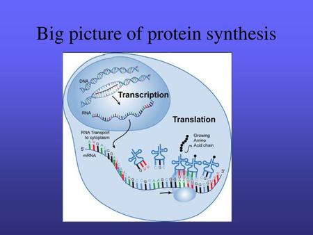 Big picture of protein synthesis