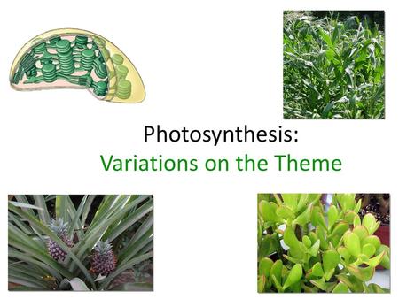 Photosynthesis: Variations on the Theme