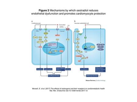 Figure 3 Mechanisms by which oestradiol reduces