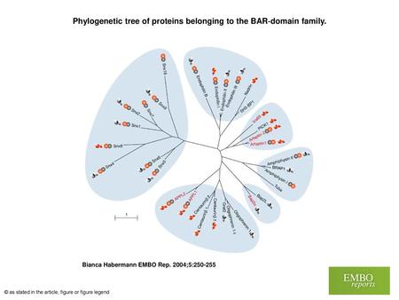 Phylogenetic tree of proteins belonging to the BAR‐domain family.