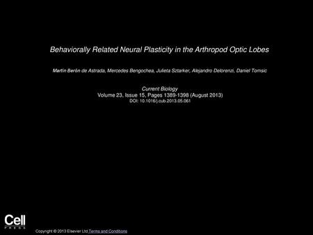 Behaviorally Related Neural Plasticity in the Arthropod Optic Lobes