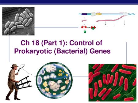 Ch 18 (Part 1): Control of Prokaryotic (Bacterial) Genes