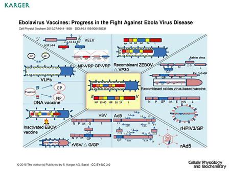 Ebolavirus Vaccines: Progress in the Fight Against Ebola Virus Disease