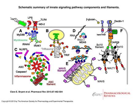 Schematic summary of innate signaling pathway components and filaments