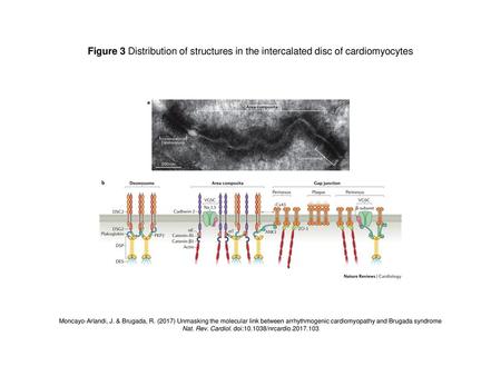 Nat. Rev. Cardiol. doi: /nrcardio