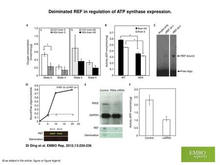 Deiminated REF in regulation of ATP synthase expression.