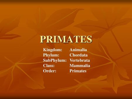 PRIMATES Kingdom: Animalia Phylum: Chordata SubPhylum: Vertebrata