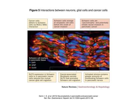 Figure 5 Interactions between neurons, glial cells and cancer cells