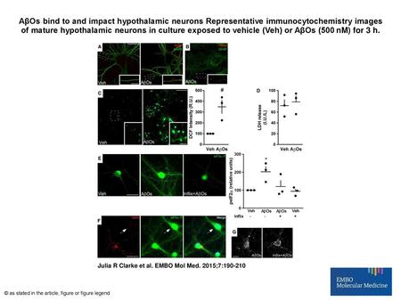 AβOs bind to and impact hypothalamic neurons Representative immunocytochemistry images of mature hypothalamic neurons in culture exposed to vehicle (Veh)