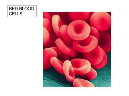 RED BLOOD CELLS.