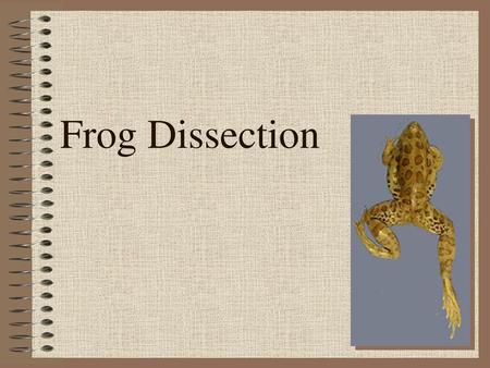 Frog Dissection.