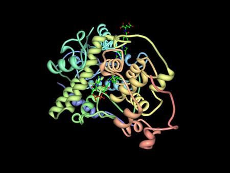 Human and Drosophilia Cryptochromes are Light Activated by Flavin Photoreduction in Living Cells