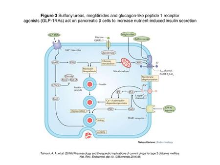 Nat. Rev. Endocrinol. doi: /nrendo