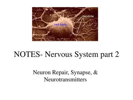 NOTES- Nervous System part 2