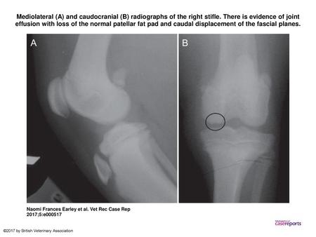 Mediolateral (A) and caudocranial (B) radiographs of the right stifle