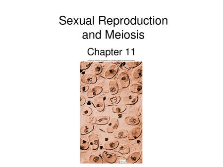 Sexual Reproduction and Meiosis