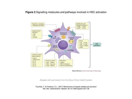 Figure 2 Signalling molecules and pathways involved in HSC activation