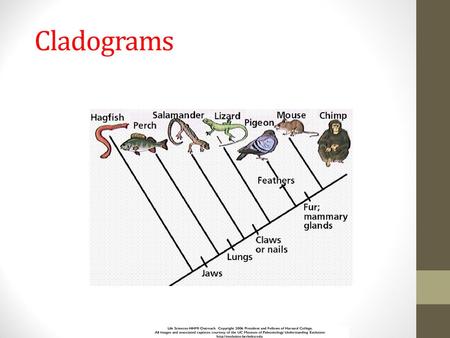 Cladograms.