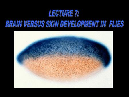 BRAIN VERSUS SKIN DEVELOPMENT IN FLIES