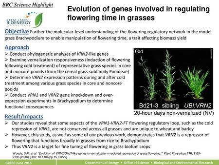 Evolution of genes involved in regulating flowering time in grasses