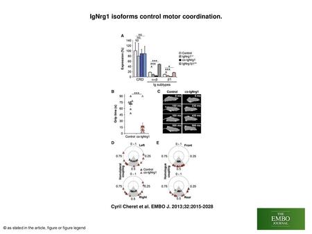 IgNrg1 isoforms control motor coordination.