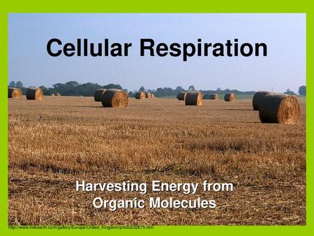 Harvesting Energy from Organic Molecules