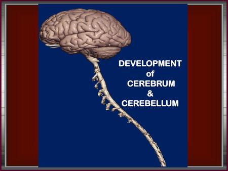 DEVELOPMENT of CEREBRUM & CEREBELLUM.