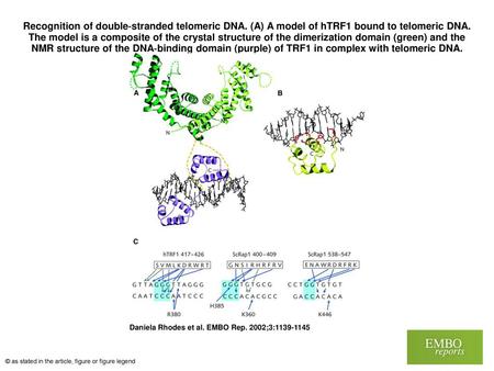 Recognition of double‐stranded telomeric DNA