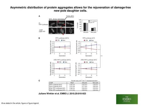 Asymmetric distribution of protein aggregates allows for the rejuvenation of damage‐free new‐pole daughter cells. Asymmetric distribution of protein aggregates.