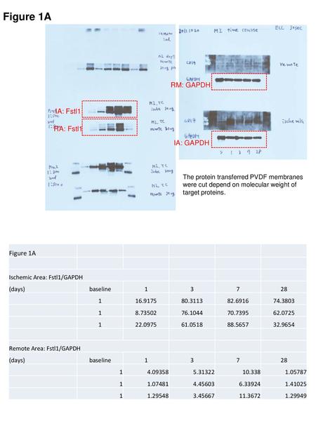 Figure 1A RM: GAPDH IA: Fstl1 Figure 1A RA: Fstl1 IA: GAPDH