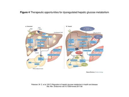 Nat. Rev. Endocrinol. doi: /nrendo